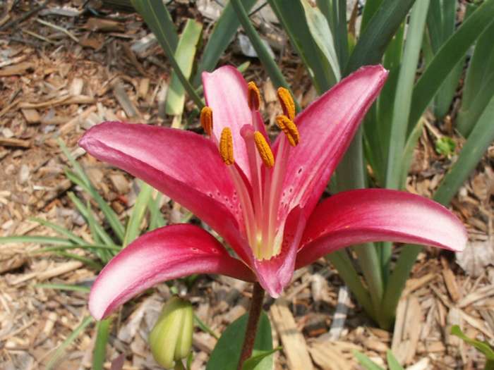 RedLilly