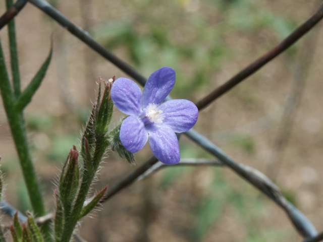 BlueFence