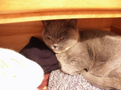 littlekittyandsocks