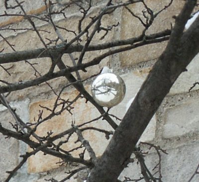 silverx-mas