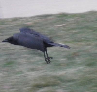 Crow