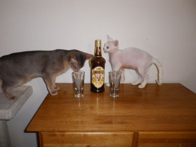 CatsAndBooz