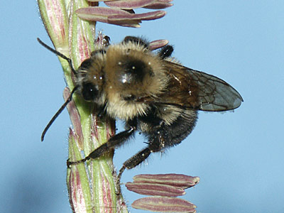 Bee in the backyard